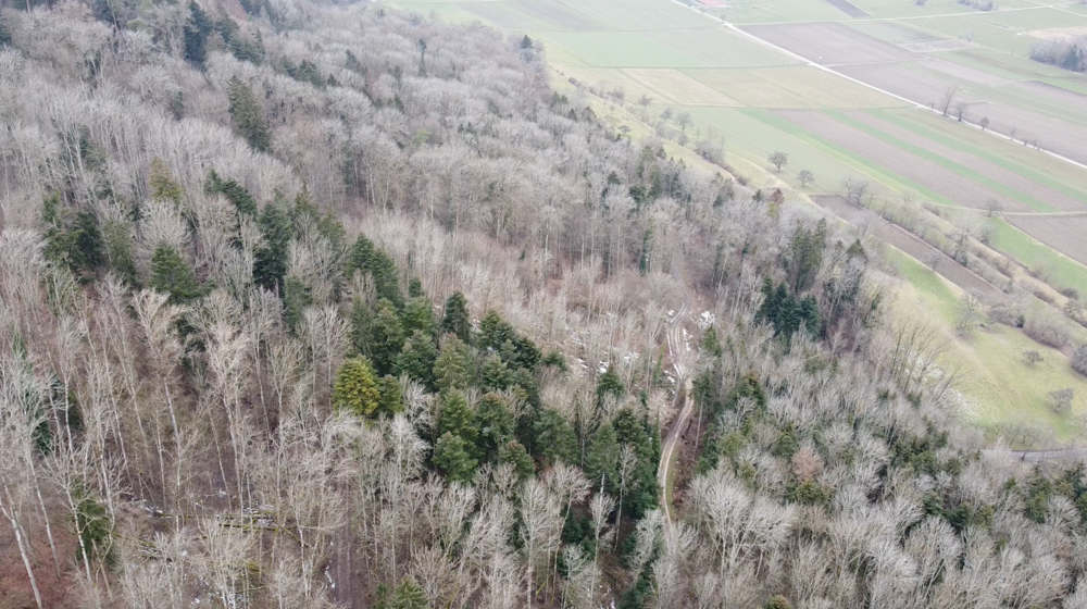 Der Wald im Landkreis Konstanz / in Rielasingen-Worblingen im Klimawandel